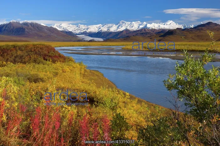 : 80187227 Denali Highway - colourful autumn colours : 80187227 Denali Highway - colourful autumn colours