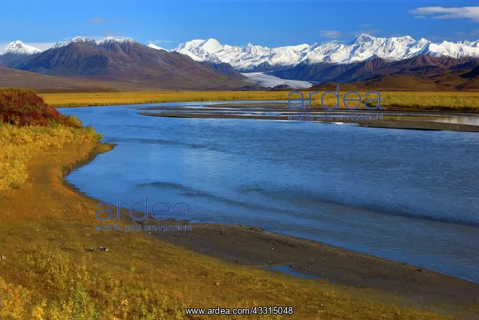 : 80187228 Denali Highway - colourful autumn colours : 80187228 Denali Highway - colourful autumn colours