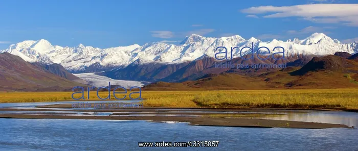 : 80187229 Denali Highway - colourful autumn colours : 80187229 Denali Highway - colourful autumn colours