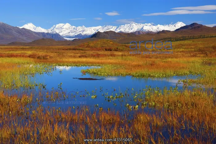 : 80187230 Denali Highway - colourful autumn colours : 80187230 Denali Highway - colourful autumn colours