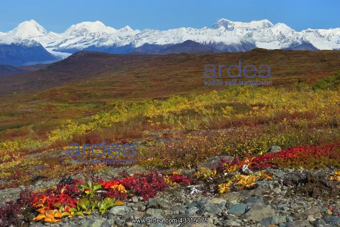 : 80187231 Denali Highway - colourful tundra landscape : 80187231 Denali Highway - colourful tundra landscape
