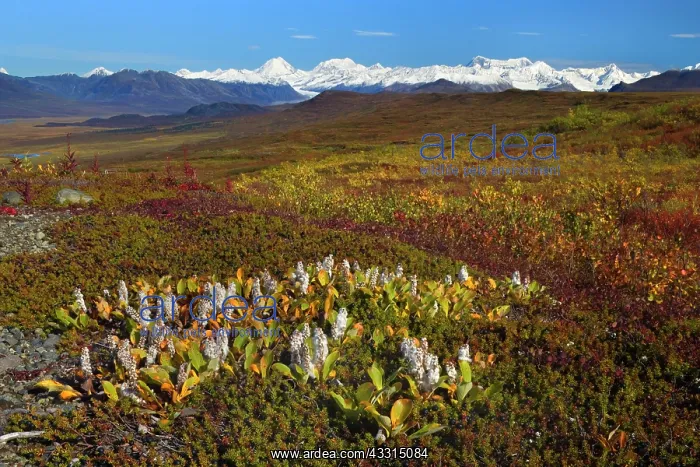  : 80187232 Denali Highway - colourful tundra landscape
