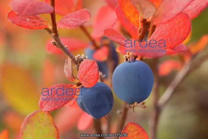 : 80187233 Alpine Blueberry - ripe blueberries in : 80187233 Alpine Blueberry - ripe blueberries in