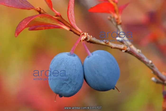 : 80187234 Alpine Blueberry - ripe blueberries in : 80187234 Alpine Blueberry - ripe blueberries in