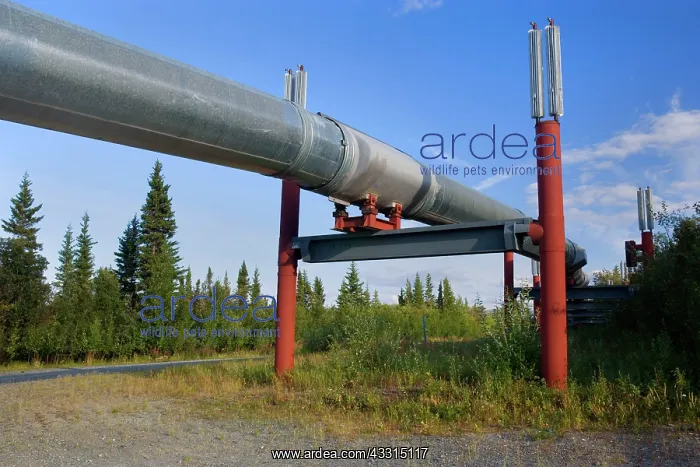 : 80187235 Alyeska Pipeline - short section of Trans-Alaska-Pi : 80187235 Alyeska Pipeline - short section of Trans-Alaska-Pi