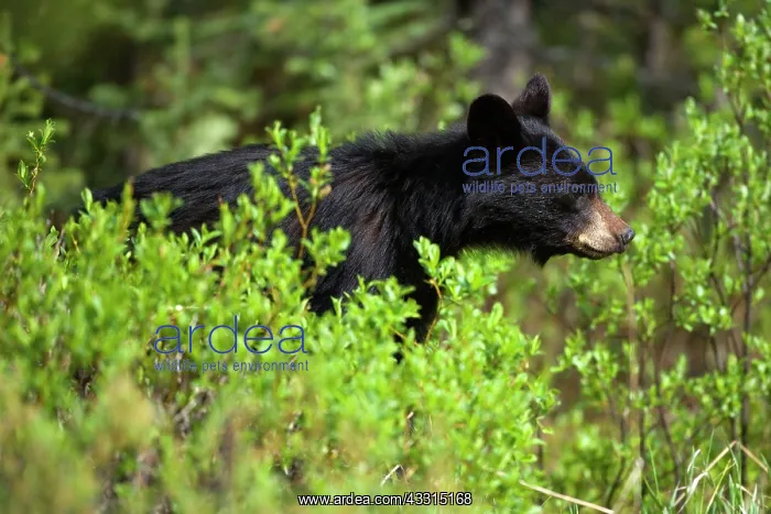 : 80187240 American Black Bear - black bear in boreal : 80187240 American Black Bear - black bear in boreal