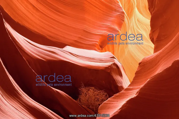 : 80187258 Antelope Canyon - little dried-up bush : 80187258 Antelope Canyon - little dried-up bush