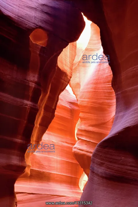 : 80187259 Antelope Canyon - convoluted walls of this : 80187259 Antelope Canyon - convoluted walls of this