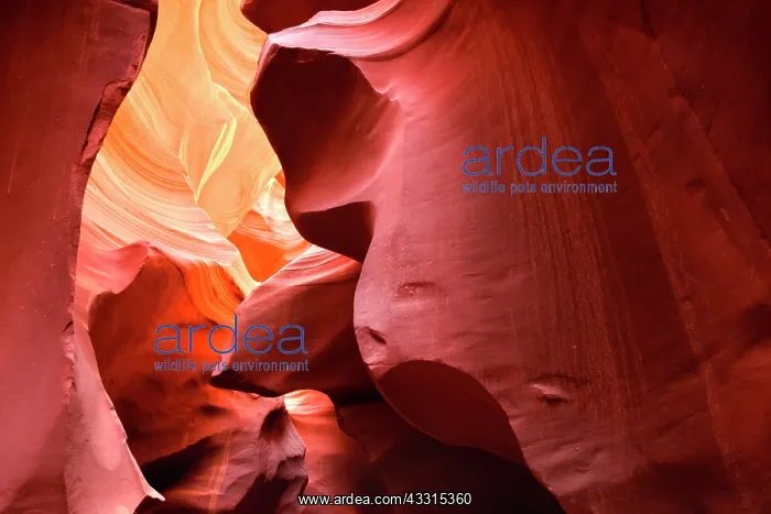 : 80187261 Antelope Canyon - convoluted walls of this : 80187261 Antelope Canyon - convoluted walls of this