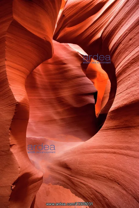 : 80187262 Antelope Canyon - convoluted walls of this : 80187262 Antelope Canyon - convoluted walls of this