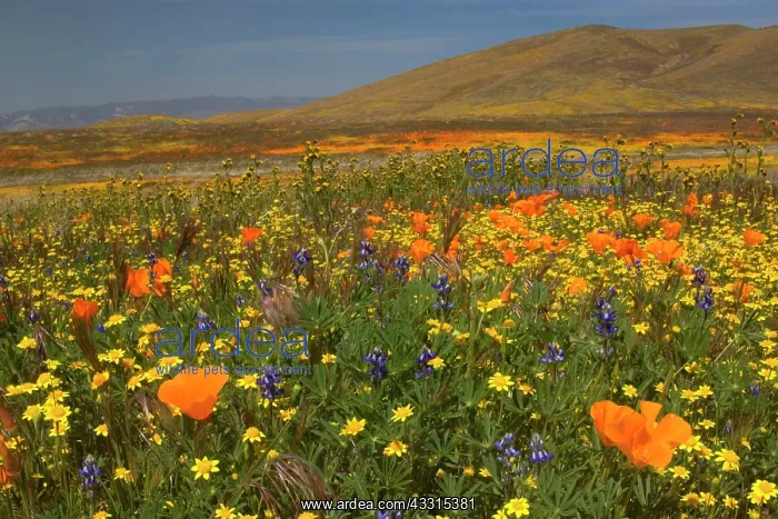 : 80187264 spring bloom - colourful carpet of spring : 80187264 spring bloom - colourful carpet of spring