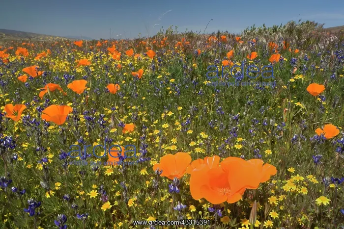 : 80187265 spring bloom - colourful carpet of spring : 80187265 spring bloom - colourful carpet of spring