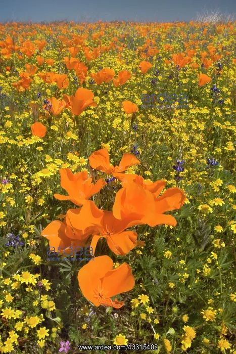 : 80187266 spring bloom - colourful carpet of spring : 80187266 spring bloom - colourful carpet of spring
