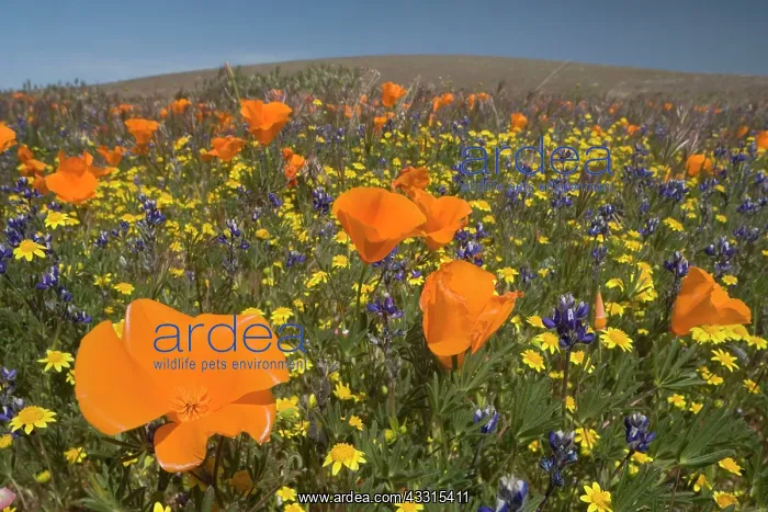 : 80187267 spring bloom - colourful carpet of spring : 80187267 spring bloom - colourful carpet of spring