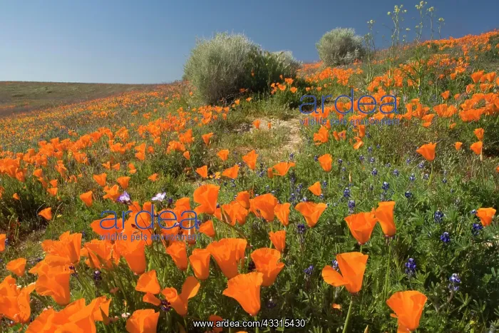 : 80187269 spring bloom - colourful carpet of brightly : 80187269 spring bloom - colourful carpet of brightly