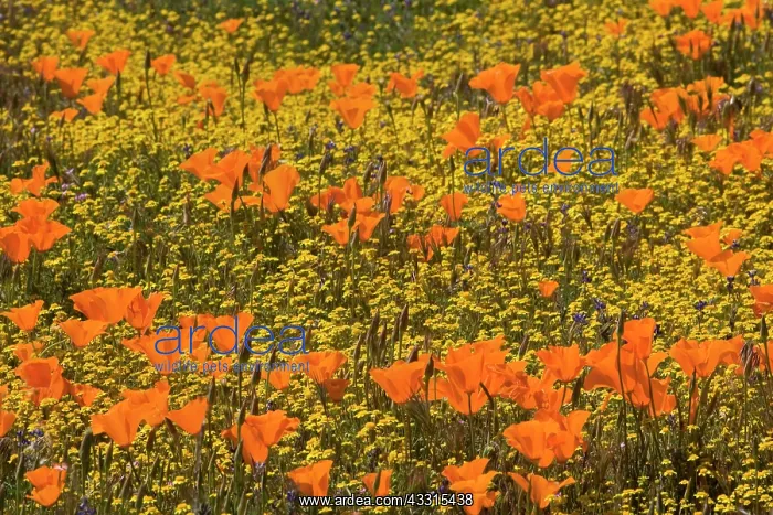  : 80187270 spring bloom - colourful carpet of spring