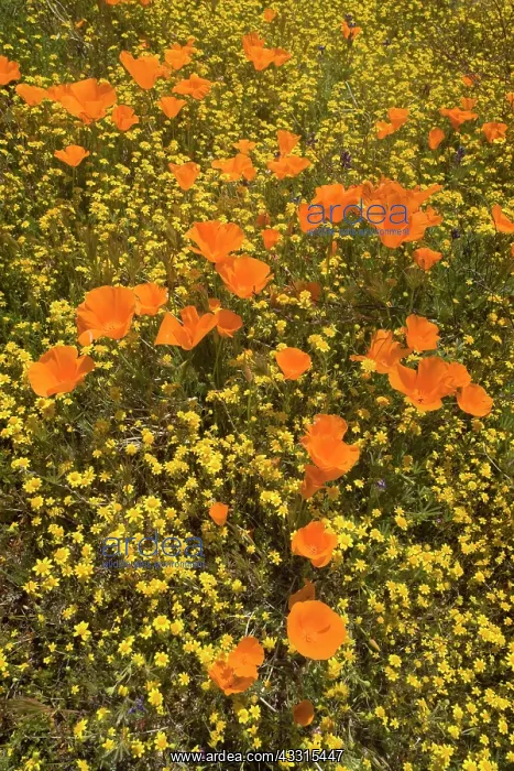 : 80187271 spring bloom - colourful carpet of spring : 80187271 spring bloom - colourful carpet of spring