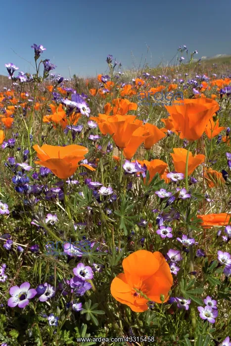 : 80187272 spring bloom - an amazing colourful carpet : 80187272 spring bloom - an amazing colourful carpet