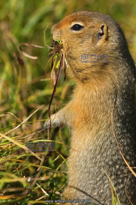 : 80187275 Arctic Ground Squirrel - squirrel prepares : 80187275 Arctic Ground Squirrel - squirrel prepares