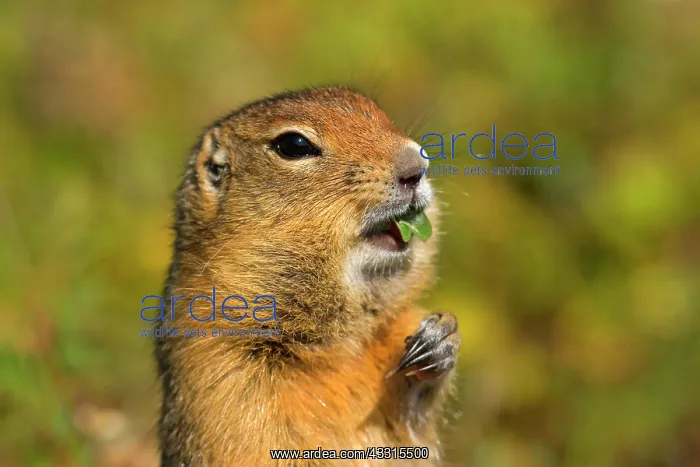 : 80187277 Arctic Ground Squirrel Denali National : 80187277 Arctic Ground Squirrel Denali National