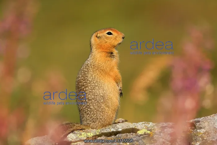 : 80187278 Arctic Ground Squirrel Denali National : 80187278 Arctic Ground Squirrel Denali National