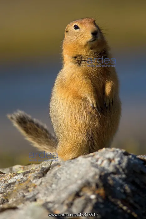 : 80187279 Arctic Ground Squirrel Denali National : 80187279 Arctic Ground Squirrel Denali National