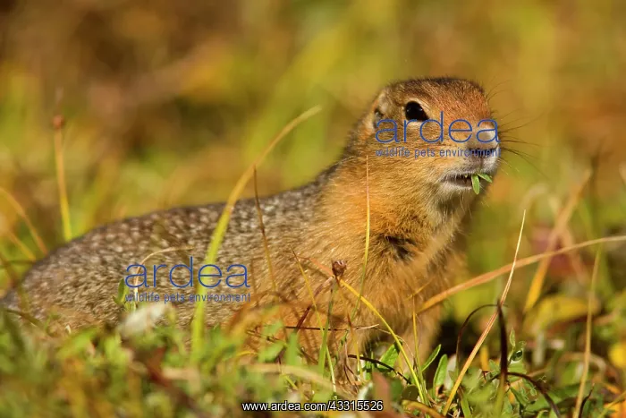 : 80187280 Arctic Ground Squirrel Denali National : 80187280 Arctic Ground Squirrel Denali National