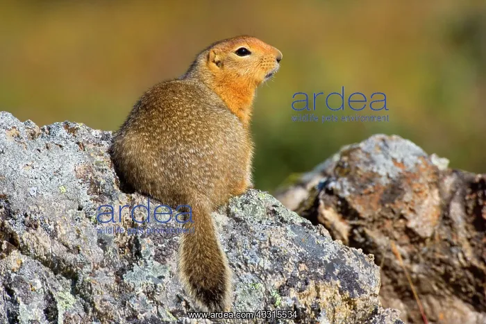 : 80187281 Arctic Ground Squirrel Denali National : 80187281 Arctic Ground Squirrel Denali National
