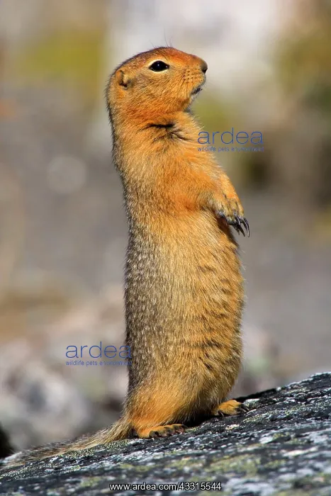  : 80187282 Arctic Ground Squirrel Denali National
