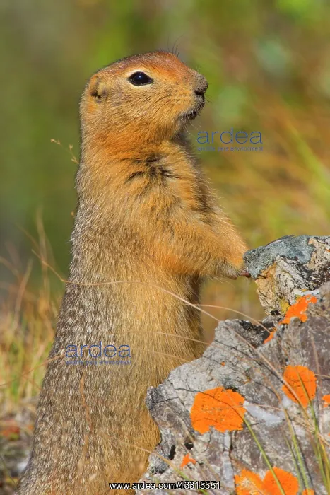 : 80187283 Arctic Ground Squirrel Denali National : 80187283 Arctic Ground Squirrel Denali National