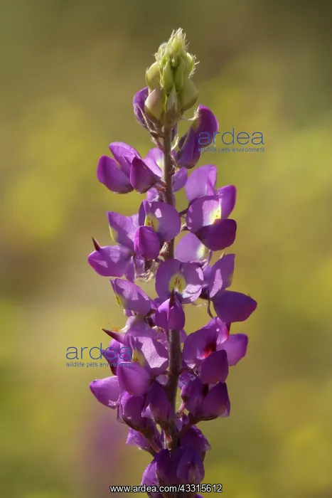 : 80187290 Arizona Lupine - a violet blooming Arizona : 80187290 Arizona Lupine - a violet blooming Arizona