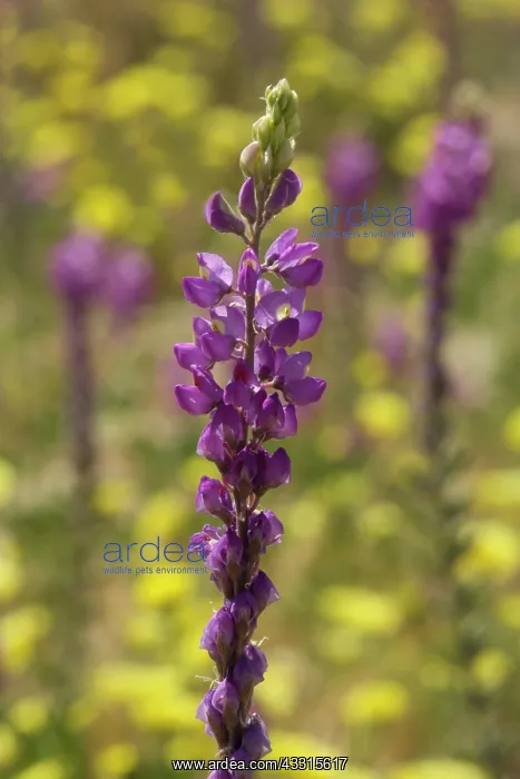: 80187291 Arizona Lupine - a violet blooming Arizona : 80187291 Arizona Lupine - a violet blooming Arizona