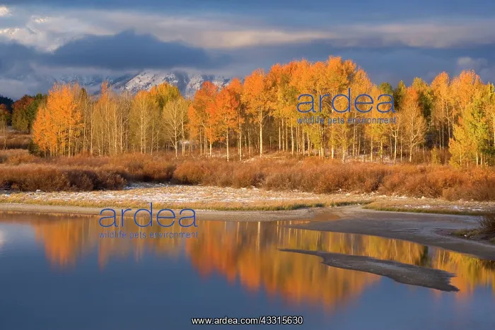 : 80187293 Quaking aspen - brightly yellow coloured : 80187293 Quaking aspen - brightly yellow coloured