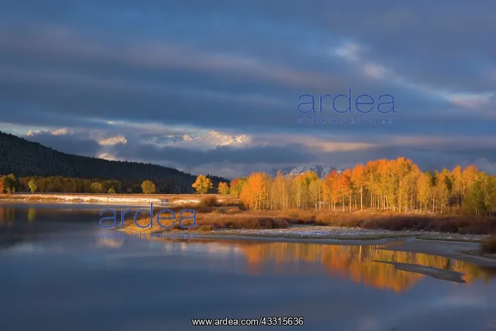 : 80187294 Quaking aspen - bright yellow coloured : 80187294 Quaking aspen - bright yellow coloured