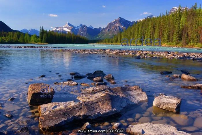  : 80187295 Athabasca River - mountain landscape with