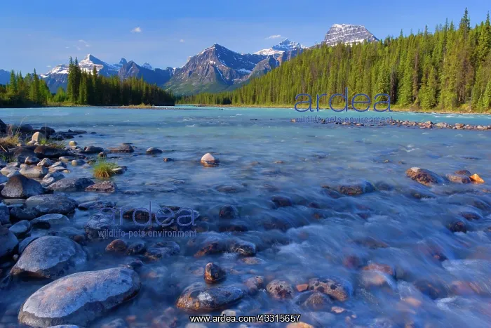 : 80187297 Athabasca River - mountain landscape with : 80187297 Athabasca River - mountain landscape with