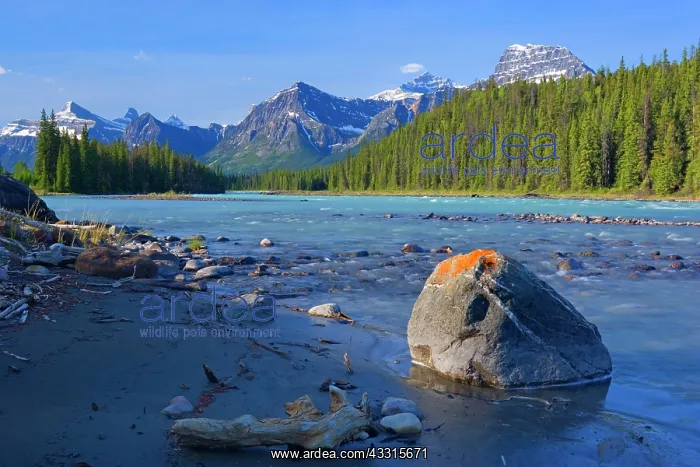 : 80187299 Athabasca River - mountain landscape with : 80187299 Athabasca River - mountain landscape with