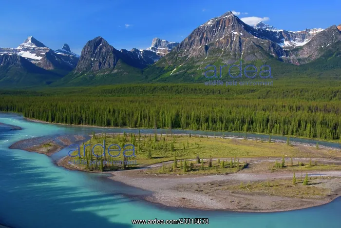 : 80187300 Athabasca River - mountain landscape with : 80187300 Athabasca River - mountain landscape with
