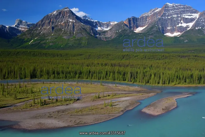 : 80187301 Athabasca River - mountain landscape with : 80187301 Athabasca River - mountain landscape with
