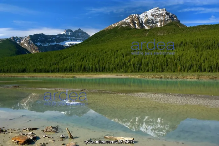 : 80187302 Athabasca River - mountains of the Canadian : 80187302 Athabasca River - mountains of the Canadian