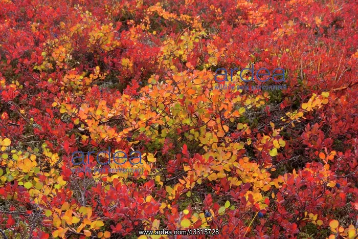 : 80187306 autumn tundra - colourful mosaic of yellow : 80187306 autumn tundra - colourful mosaic of yellow