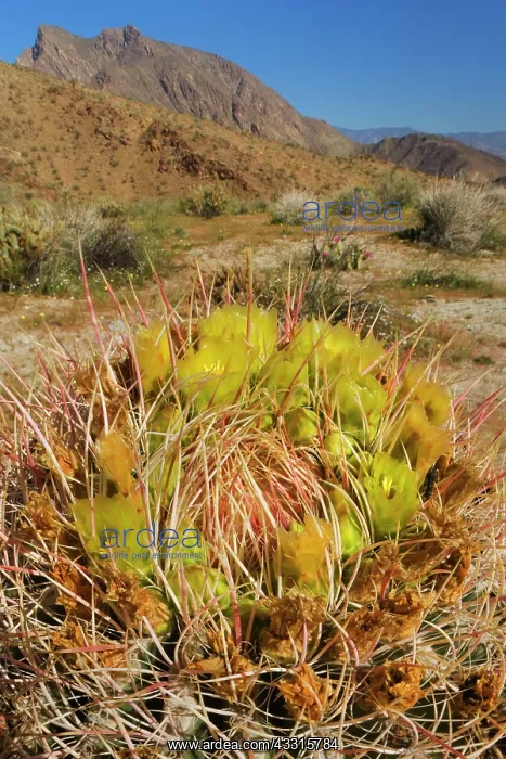 : 80187313 Red Barrel Cactus - a huge yellow blooming : 80187313 Red Barrel Cactus - a huge yellow blooming