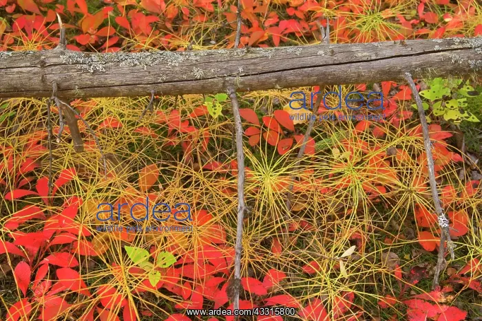 : 80187315 bearberry and horsetail - pattern of brightly : 80187315 bearberry and horsetail - pattern of brightly