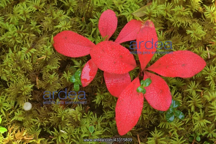 : 80187316 bearberry on moss - brightly red coloured : 80187316 bearberry on moss - brightly red coloured