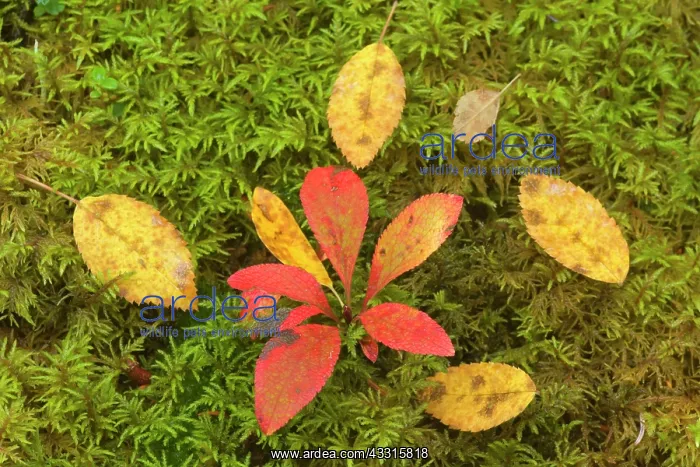 : 80187317 bearberry on moss - brightly coloured leaves : 80187317 bearberry on moss - brightly coloured leaves