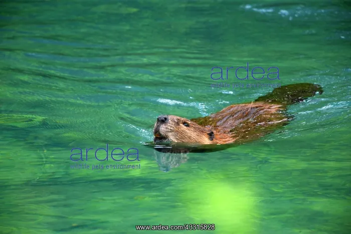 : 80187318 American beaver - adult beaver swimming : 80187318 American beaver - adult beaver swimming