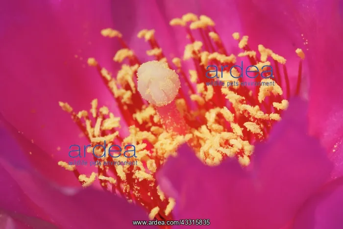 : 80187319 Beavertail Cactus - detail of a bright : 80187319 Beavertail Cactus - detail of a bright