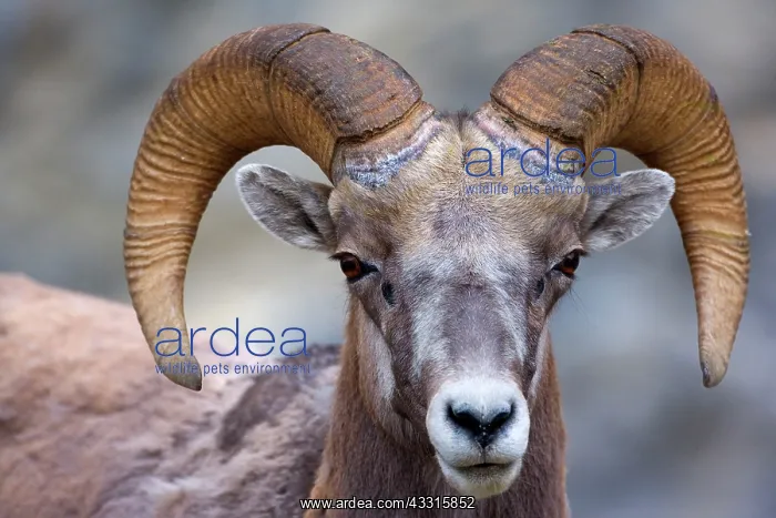 : 80187321 Bighorn Sheep - portrait of a big male : 80187321 Bighorn Sheep - portrait of a big male