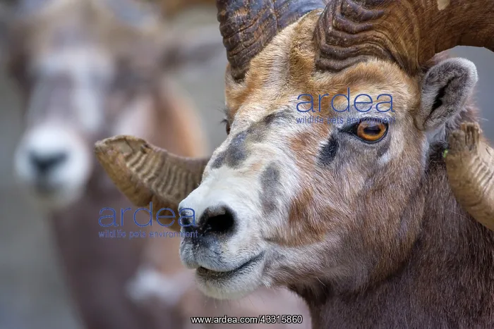 : 80187322 Bighorn Sheep - portrait of a big male : 80187322 Bighorn Sheep - portrait of a big male