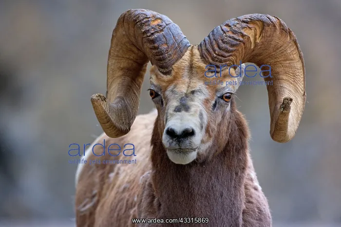 : 80187323 Bighorn Sheep - portrait of a big male : 80187323 Bighorn Sheep - portrait of a big male